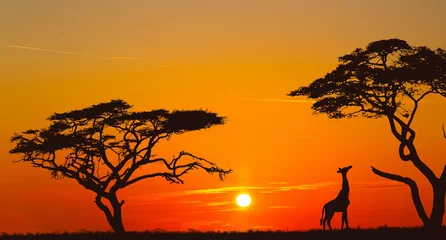 Foto op Aluminium Bright sunset with a big yellow sun over african savanna. © Sergey Fedoskin