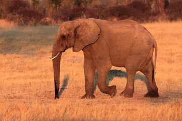 The African bush elephant (Loxodonta africana) goes grass. Large mammal goes in evening sun.