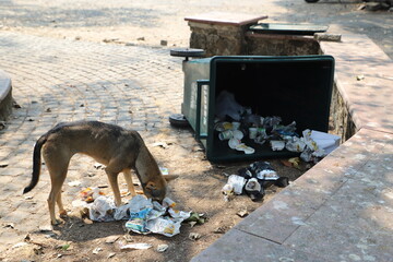 dog in the waste basket