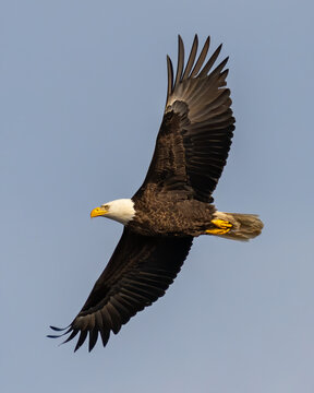 Bald Eagle Perched Or In Flight