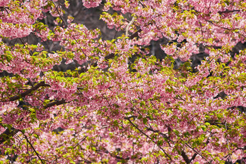 春の満開の桜の花の風景