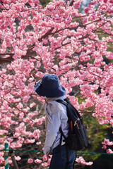 春の満開の桜を見ている女性の姿