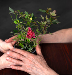 Indoor plant in a pot of rose. The concept of preserving the family, to protect and grow relationships as a fragile flower