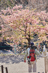 春の満開の桜の風景を撮影しているシニア男性の姿
