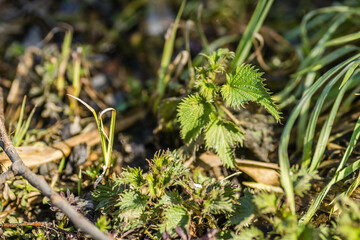 Young Nettle Plant sunlit by the spring sun 