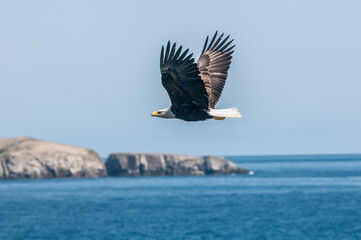 Bald Eagle (Haliaeetus leucocephalus) at Chowiet Island, Semidi Islands, Alaska, USA