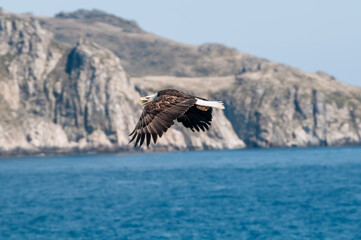 Naklejka premium Bald Eagle (Haliaeetus leucocephalus) at Chowiet Island, Semidi Islands, Alaska, USA
