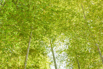 春の公園の竹林の風景と太陽の様子