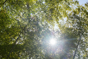 春の公園の竹林の風景と太陽の様子