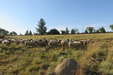 Fototapeta na wymiar A scenic photo of a herd of sheep and one Llama walking in a long grass field bush past large Pine Trees under a blue sky