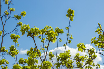 Bright green spring the Norway maple tree  leaves and bloom lit by the sun on the blue sky