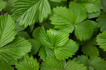 Green leaves of garden strawberry for background. Wild strawberry leaves. Strawberry bush. Green foliage texture