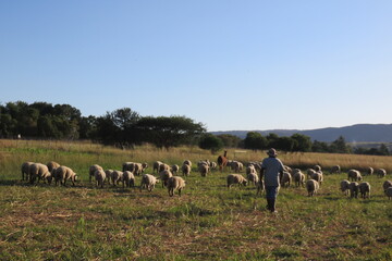A male farm worker walking behind a herd of sheep in a clover field. A line of large leafy bushy trees is on the horizon in front of a hill under a blue sky