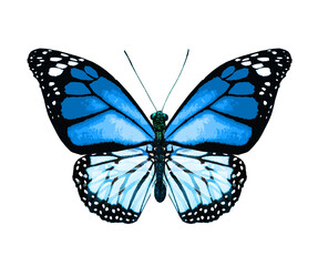 Color monarch butterfly , isolated on the white background