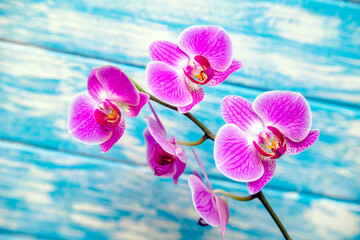 A branch of purple orchids on a blue wooden background