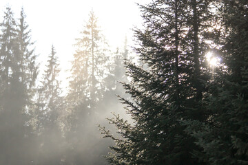 Forest in the morning in a fog in the sun, trees in a haze of light, glowing fog among the trees
