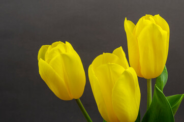 Yellow tulips on a gray background.