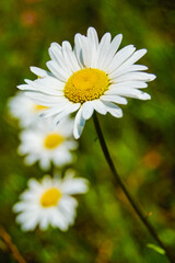 Obraz premium daisy flower