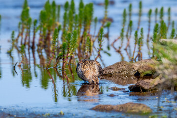 Rock Sandpiper (Calidris ptilocnemis) at St. George Island, Pribilof Islands, Alaska, USA