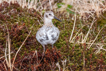 Rock Sandpiper (Calidris ptilocnemis) at St. George Island, Pribilof Islands, Alaska, USA