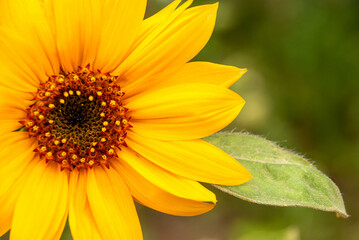 Beautiful flower - sunflower, on a blurred color background