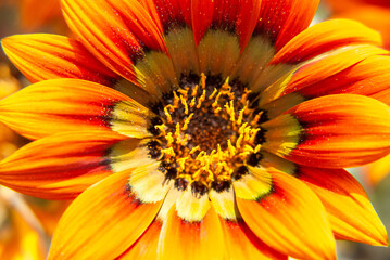 Beautiful flower - sunflower, on a blurred color background