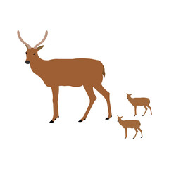 Deer mother with two fauns on clean white