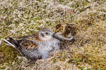 Rock Sandpiper (Calidris ptilocnemis) with chick at St. George Island, Pribilof Islands, Alaska, USA