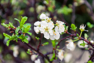Young branch of apple tree with fresh leaves and white flowers with water drops after rain in spring on blurred garden background