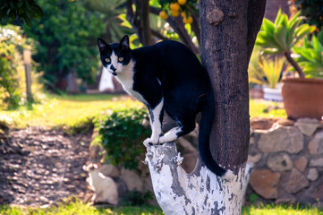A black and white cat sits on a tree in the garden against a background of masonry, flowers and grass.