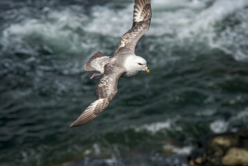 Light-morphed Northern Fulmar (Fulmarus glacialis) at St. George Island, Pribilof Islands, Alaska, USA