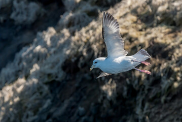 Light-morphed Northern Fulmar (Fulmarus glacialis) at St. George Island, Pribilof Islands, Alaska, USA