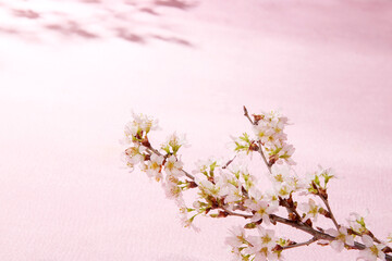 indoor　おうちで　桜　お花見
