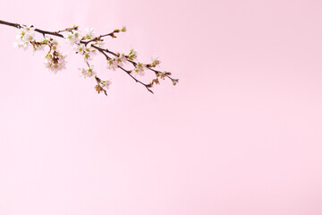 Fototapeta premium indoor おうちで 桜 お花見