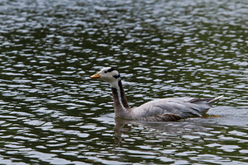 Feral Bar-headed Goose (Anser indicus) in park, Keil, Schleswig-Holstein, Germany