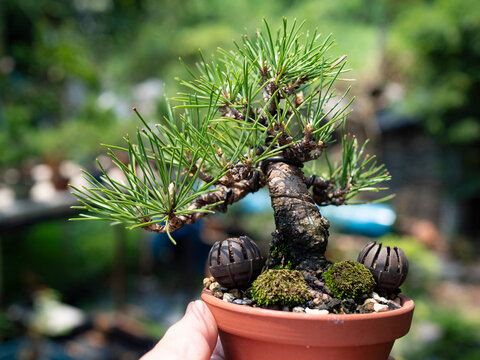 bonsai small Japanese black pine holding in hand