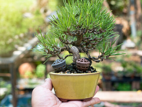 bonsai small Japanese black pine holding in hand