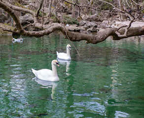 white swans swim on the emerald lake