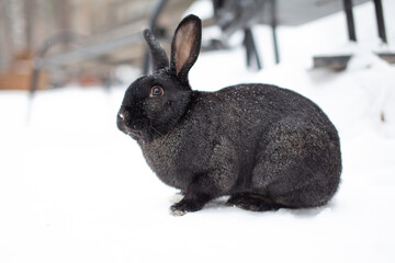 Beautiful, fluffy black rabbit in winter in the park