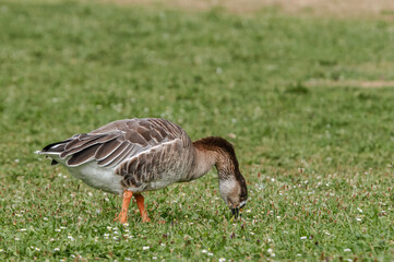 Domestic Goose (Anser anser x Anser cygnoides) in park, Keil, Schleswig-Holstein, Germany