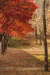 Fall foliage with Red maple leaves at the park in Seoul Forest, South Korea