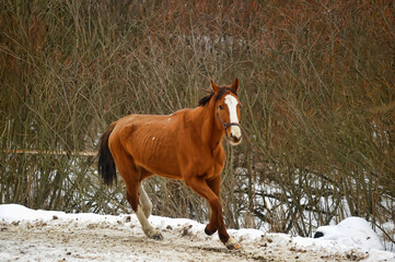 horse in winter in a paddock in the forest