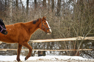 horse in winter in a paddock in the forest