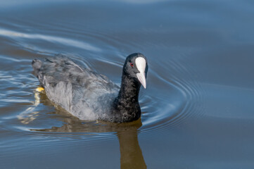 Eurasian Coot (Fulica atra) in park, Hamburg, Germany