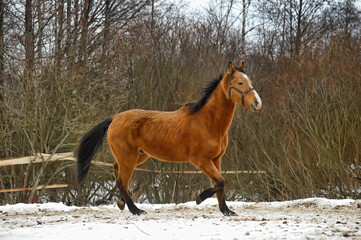 horse in winter in a paddock in the forest