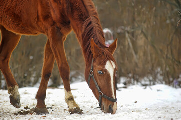 horse in winter in a paddock in the forest