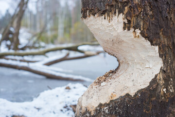 The tree that the beaver gnawed. Close-up photo. Selective focus on the tree on the right side of...