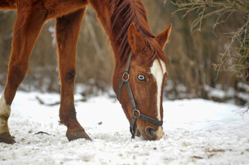 horse in winter in a paddock in the forest