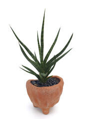 aloe vera plant.Sansevieria francisii in terracotta pots isolated on white background with copy space. Decorative plants and help in purifying the air. 