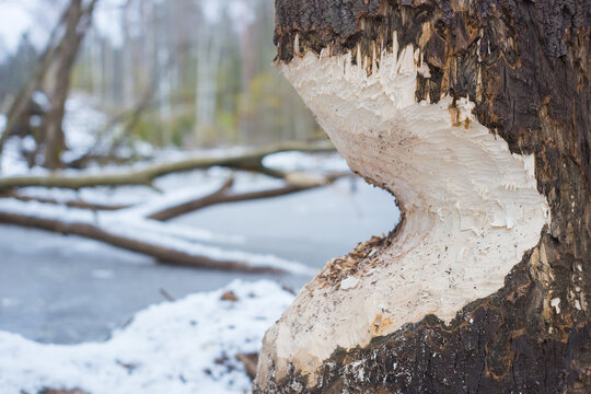 The tree that the beaver gnawed. Close-up photo. Selective focus on the tree on the right side of the frame.